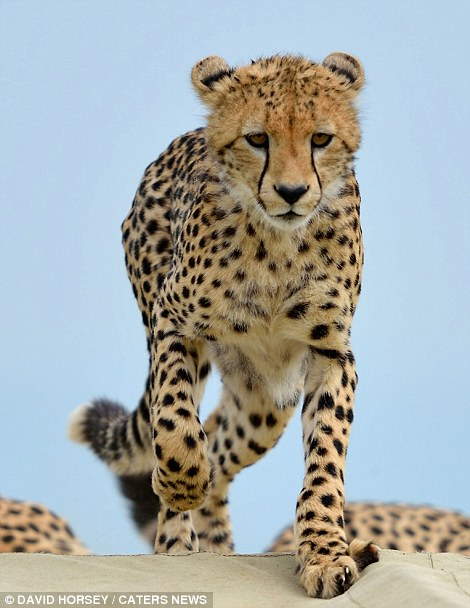 Shangrala's Cheetah Encounter