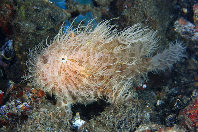 Shangrala's Amazing Underwater Creatures