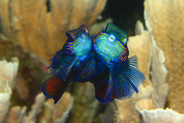 Shangrala's Amazing Underwater Creatures