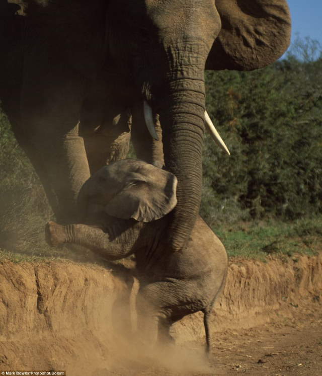 Shangrala's Baby Elephant Fall