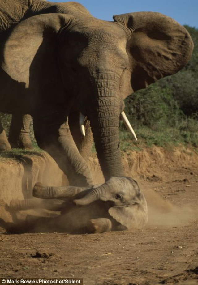 Shangrala's Baby Elephant Fall