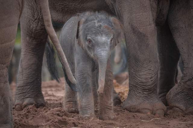 Shangrala's Adorable Baby Elephant
