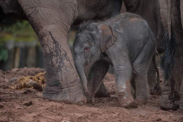 Shangrala's Adorable Baby Elephant