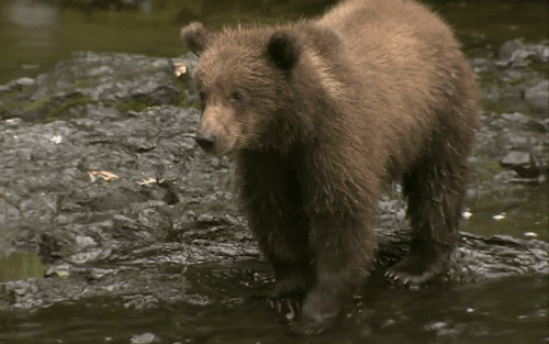 Shangrala's Grizzly Bear Encounter