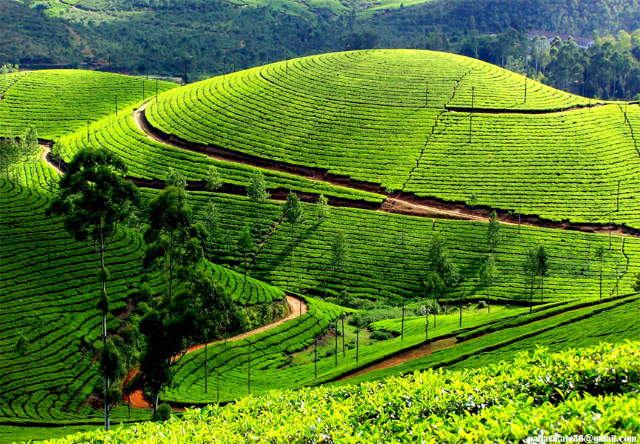 Shangrala's Beautiful Kerala India