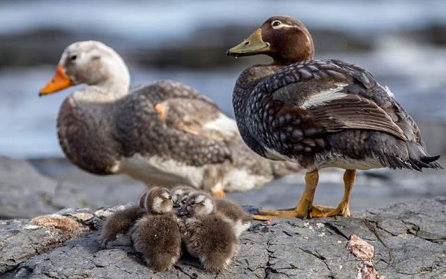 Shangrala's Falkland Islands Babies