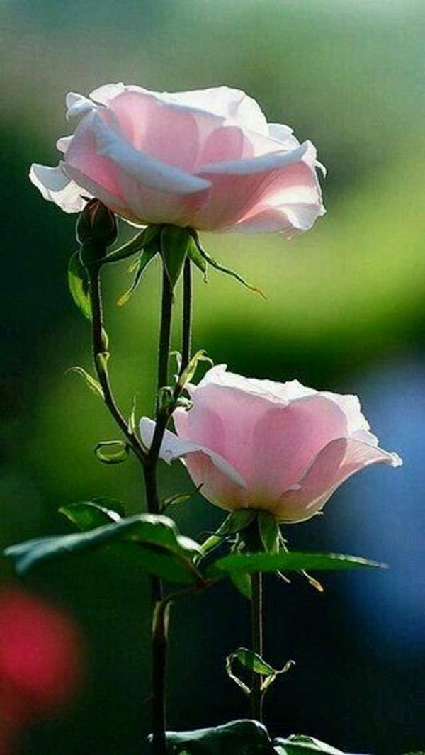 Shangrala's Beautiful Roses