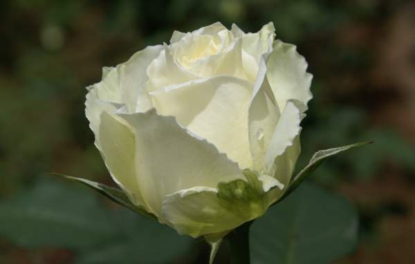 Shangrala's Beautiful Roses