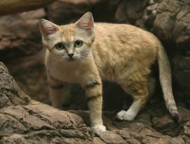 Shangrala's Rare Arabian Sand Cat