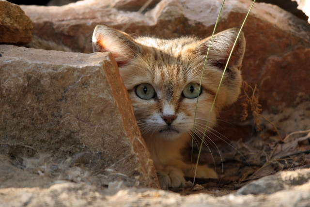 Shangrala's Rare Arabian Sand Cat