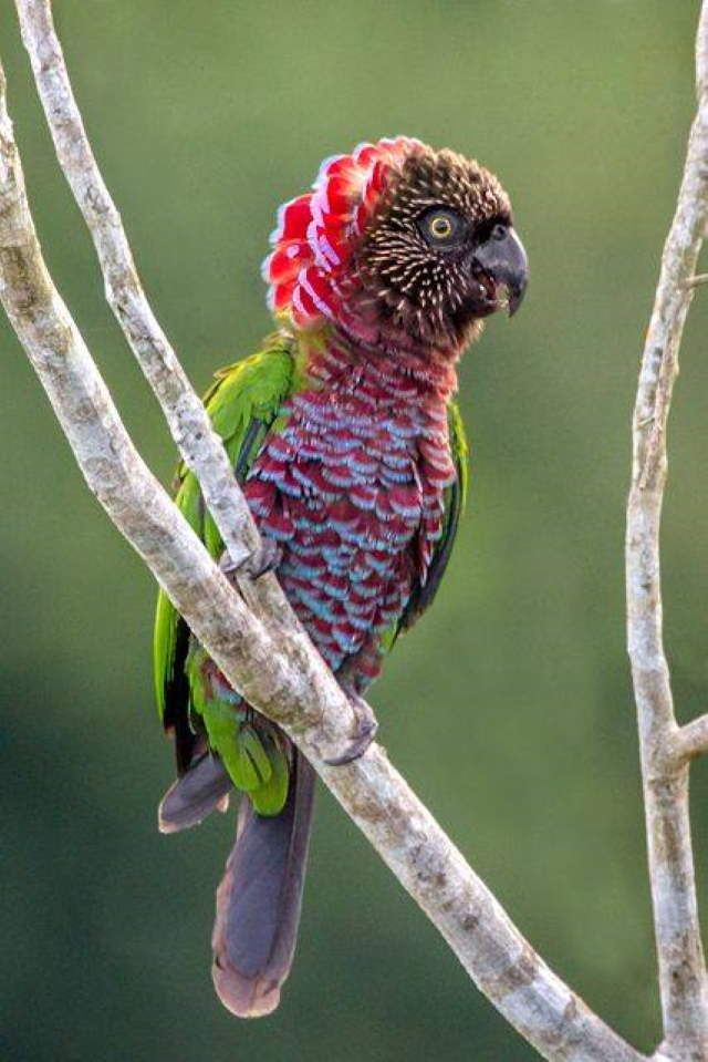 Shangrala's Colorful Birds 4