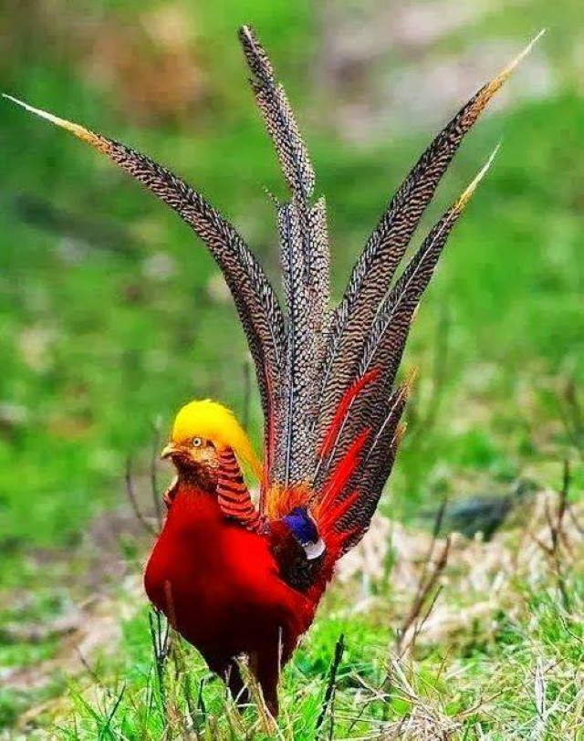 Shangrala's Colorful Birds 4