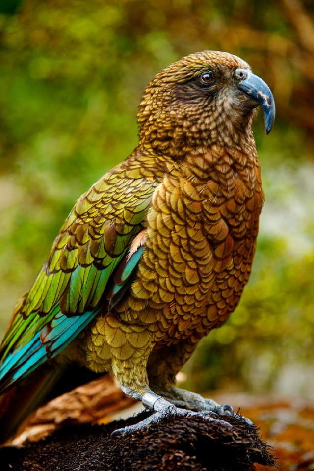 Shangrala's Beautiful exotic Birds