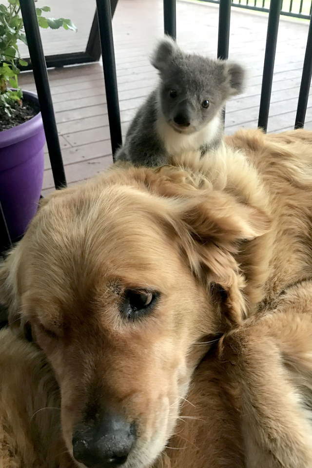 Shangrala's Dog Saves Baby Koala