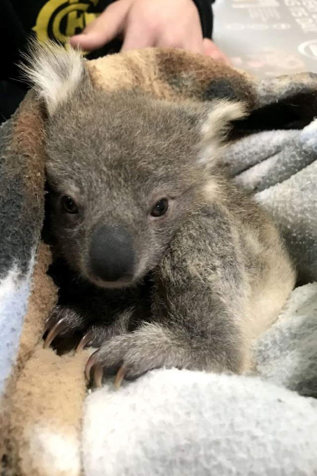 Shangrala's Dog Saves Baby Koala