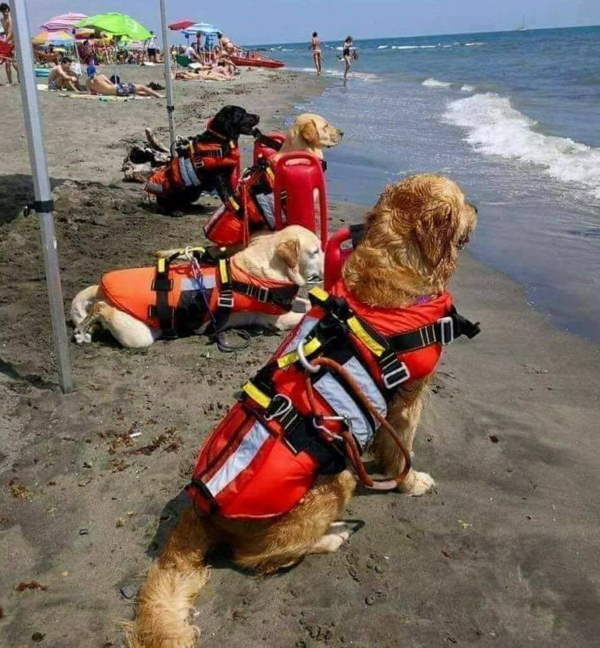 Shangrala's Italy's Lifeguard Dogs
