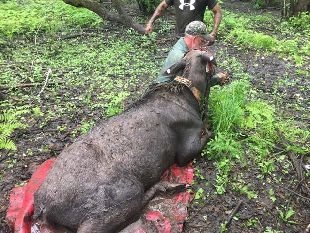 Shangrala's Rescued Moose