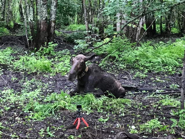 Shangrala's Rescued Moose