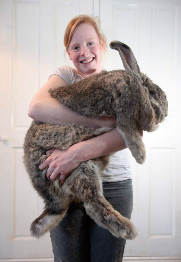 Shangrala's Big Beautiful Rabbits
