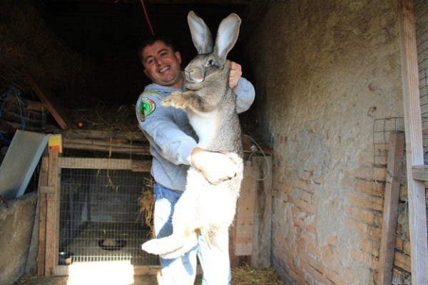 Shangrala's Big Beautiful Rabbits