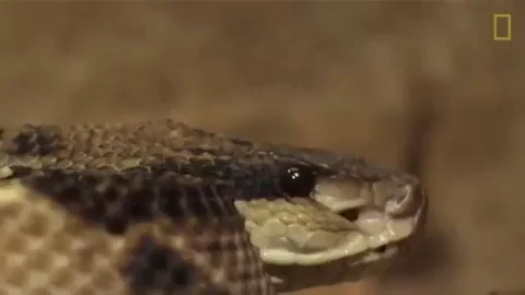 Shangrala's Pet Python
