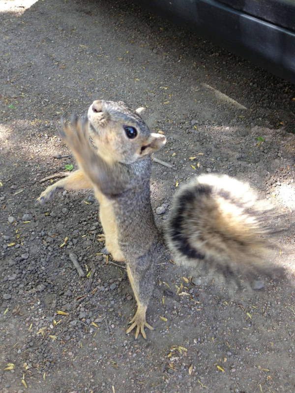 Shangrala's Begging Squirrels