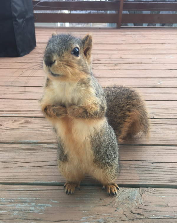 Shangrala's Begging Squirrels