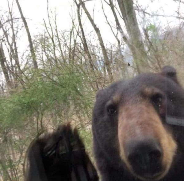Shangrala's Bears Acting Human
