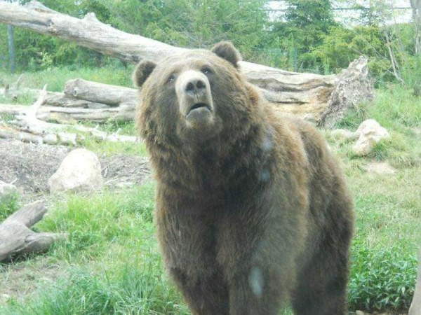 Shangrala's Bears Acting Human