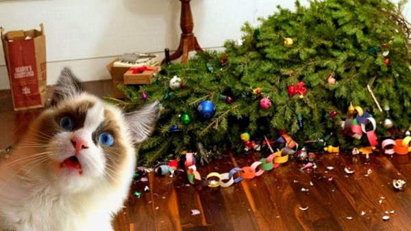 Shangrala's Christmas With Cats 3