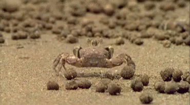 Shangrala's Funny Crabs