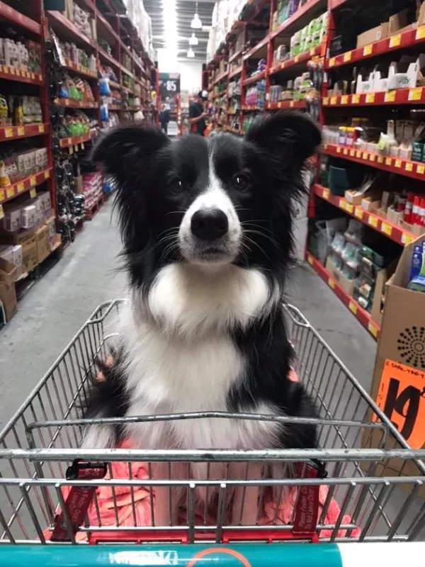 Shangrala's Dogs In Shopping Carts