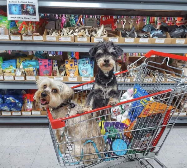 Shangrala's Dogs In Shopping Carts