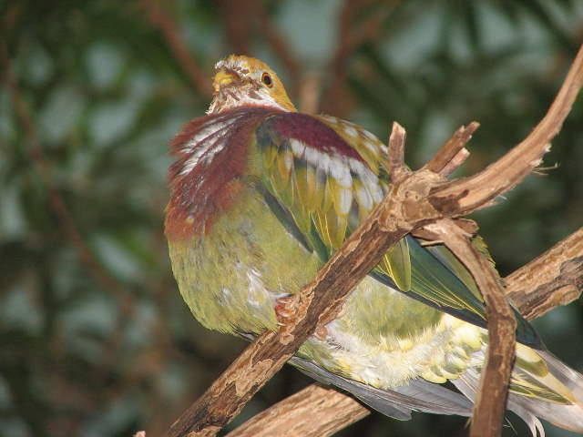 Shangrala's Rainbow Fruit Dove