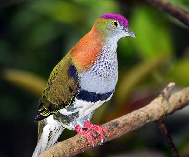 Shangrala's Rainbow Fruit Dove