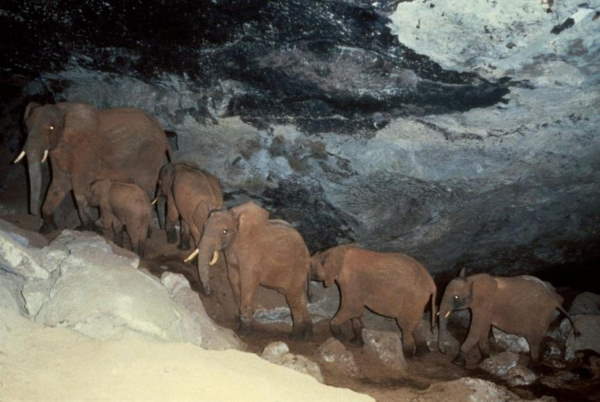 Shangrala's Elephant Salt Miners