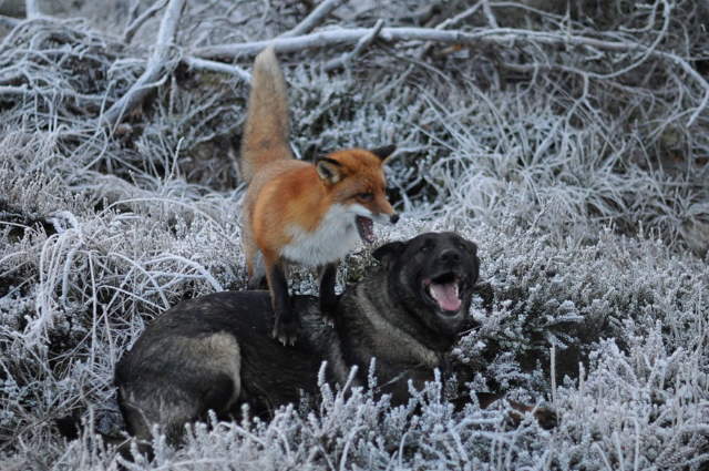 Shangrala's The Fox And Dog