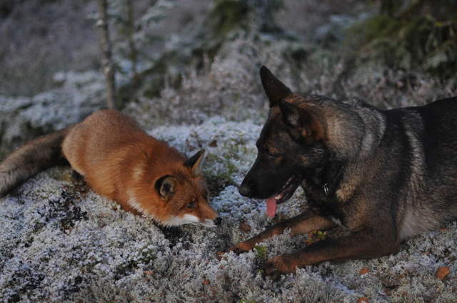 Shangrala's The Fox And Dog