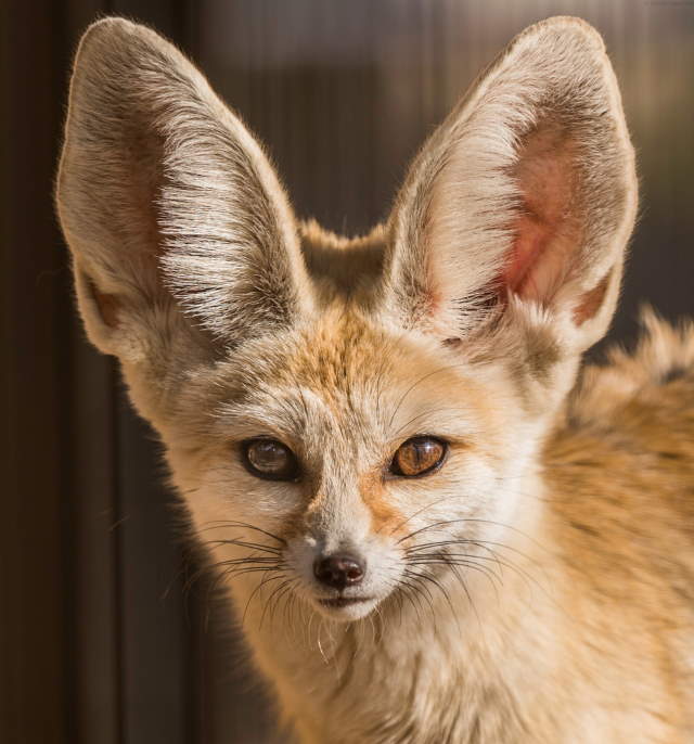 Shangrala's World's Smallest Fox