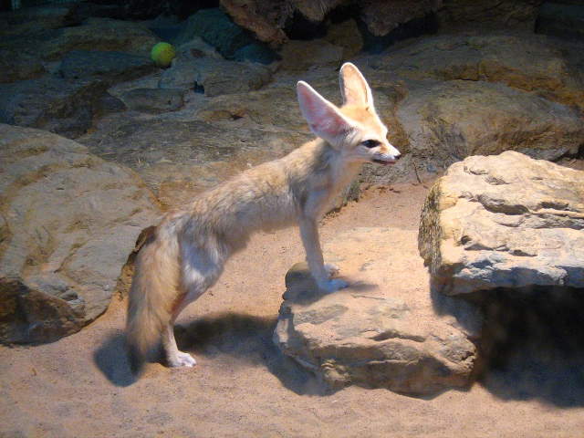 Shangrala's World's Smallest Fox
