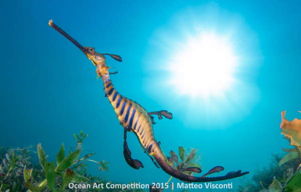 Shangrala's Ocean Photo Art