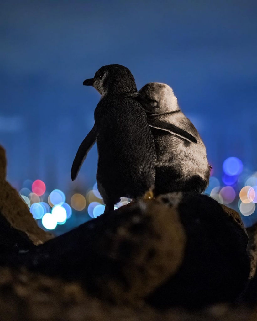 Shangrala's Tale Of Two Penguins