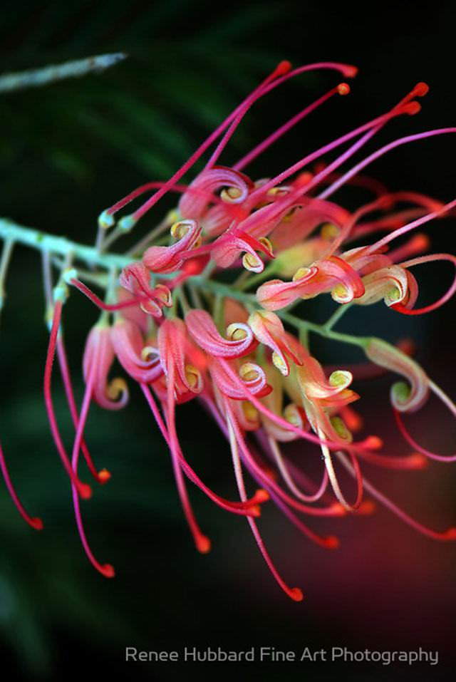 Shangrala's Vivacious Exotic Flowers