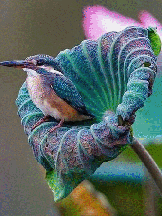 Shangrala's Beautiful Birds And Words 2