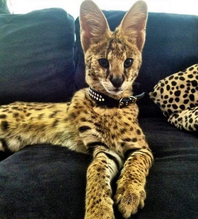 Shangrala's World's Priciest Cats