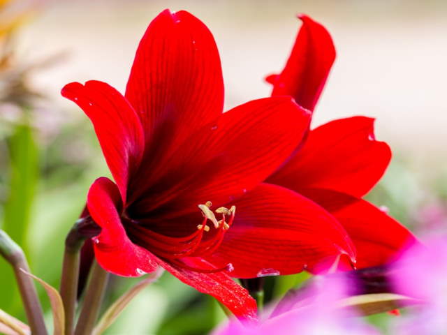 Shangrala's Beautiful Flowers 3