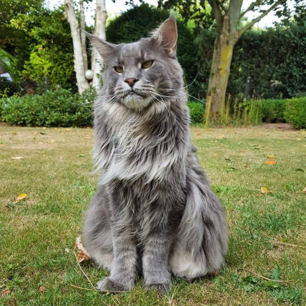 Shangrala's Maine Coon Cats