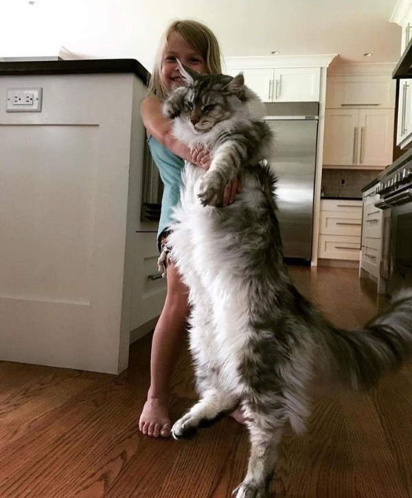 Shangrala's Maine Coon Cats