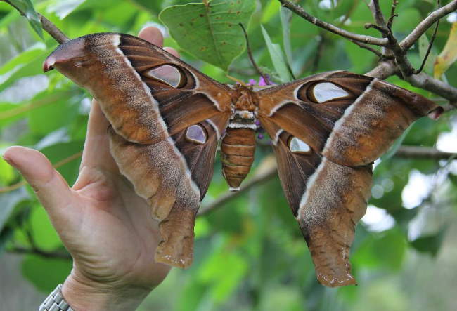 Shangrala's Giant Silk Moths