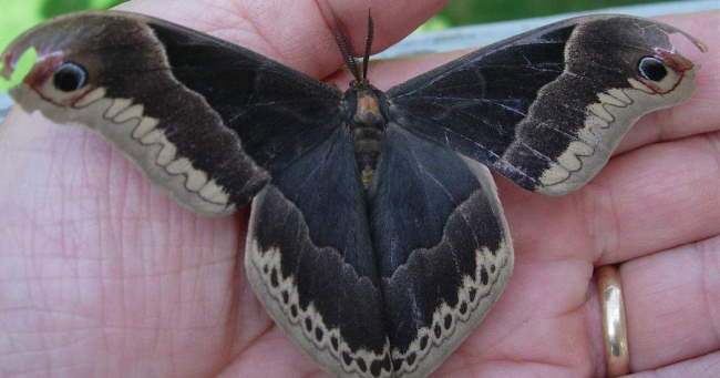 Shangrala's Giant Silk Moths